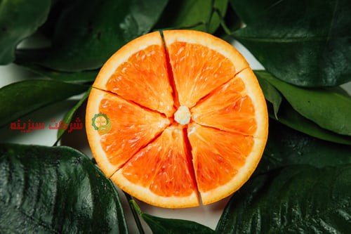 فروش روزانه پرتقال جهت صادرات