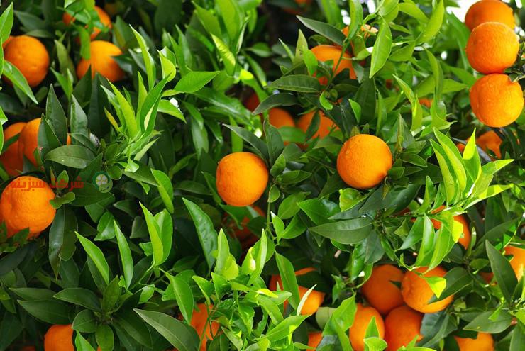 باغ های تولید پرتقال قائم شهر