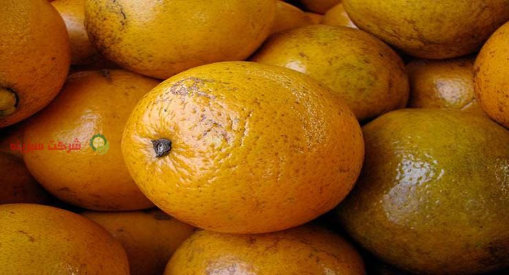 صادرات پرتقال شمال