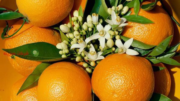 صادرات پرتقال به عراق