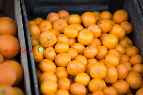 شرکت صادر کننده پرتقال قائم شهر