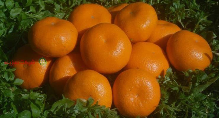 فروش ارزان قیمت نارنگی در شمال