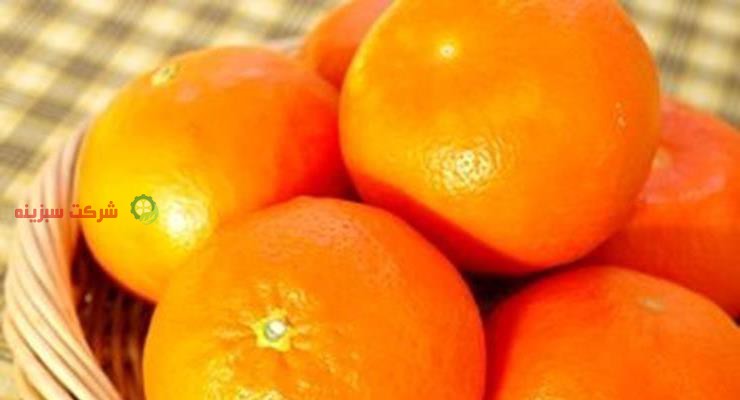 قیمت نارنگی در شمال