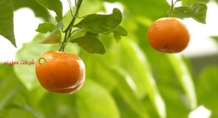 خرید ارزان قیمت نارنگی