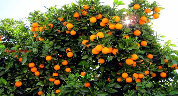 عرضه کننده پرتقال با کیفیت در بازار میوه