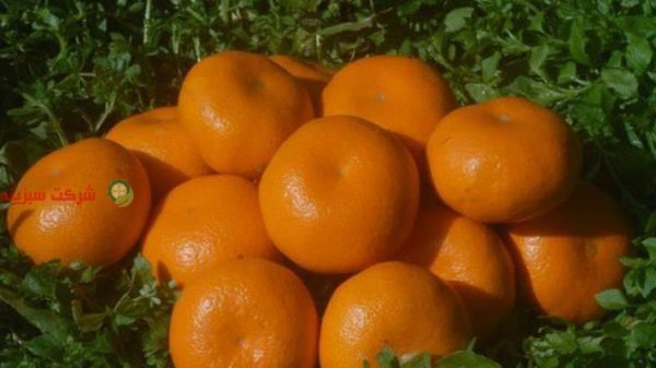 قیمت نارنگی در بازار