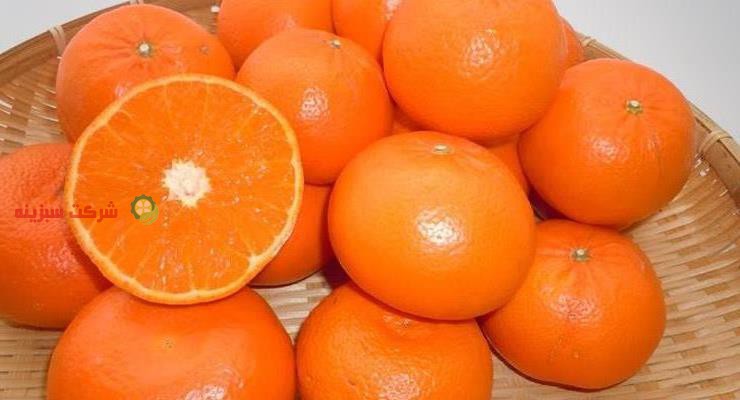 توزیع ارزان قیمت نارنگی در بازار