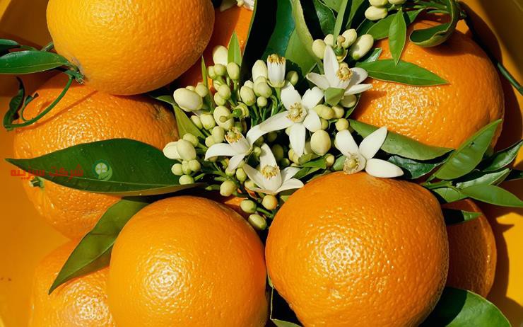 قیمت پرتقال سانگین ویژه شب عید