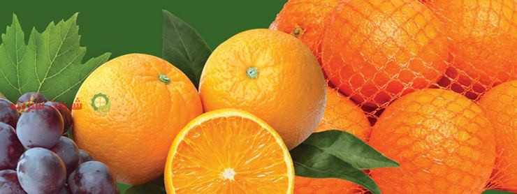 تولید و برداشت پرتقال شمال