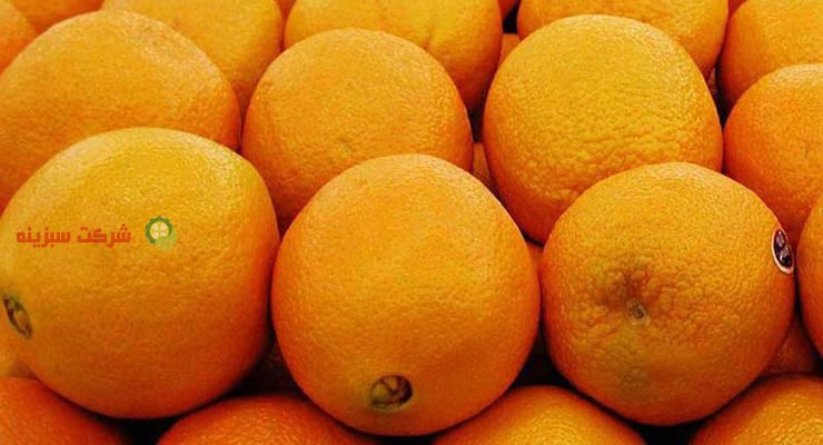 توزیع پرتقال شمال مرغوب