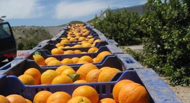نارنگی برای صادرات