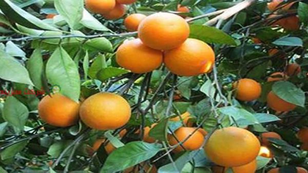 خرید پرتقال صادرات