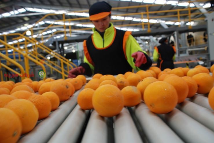 شرکت واردات و صادرات پرتقال