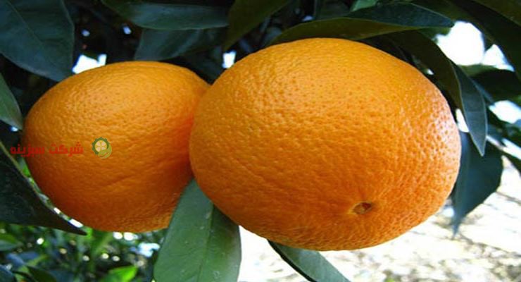 عرضه کننده پرتقال وارداتی در بازار روز