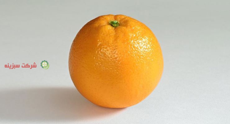 پرتقال تولید شده در شهر های شمالی