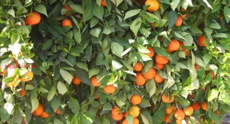 عوامل تعیین کننده قیمت نارنگی در بازار ساری