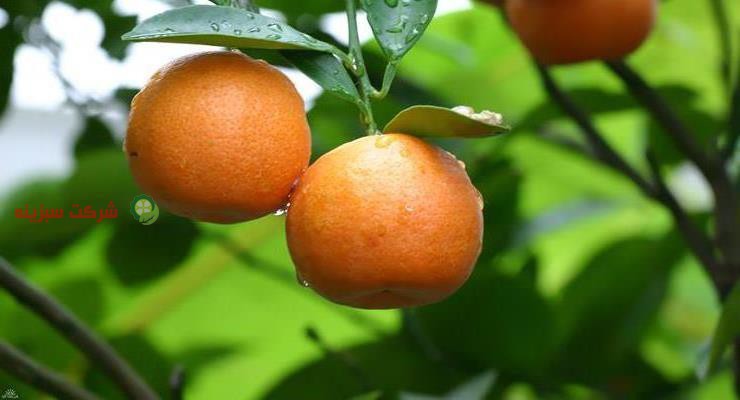 استعلام قیمت نارنگی در بازار
