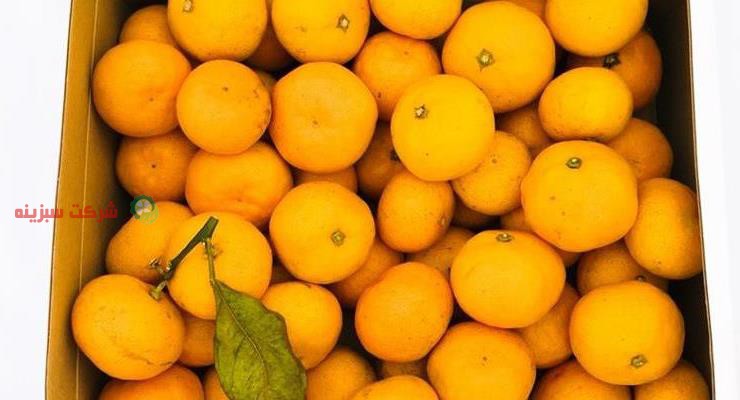 قیمت نارنگی امسال در بازار ساری