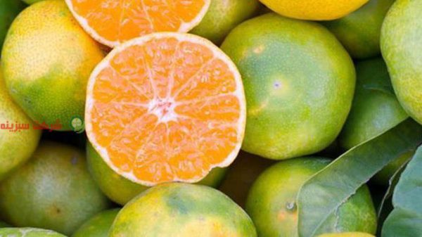 قیمت نارنگی و پرتقال