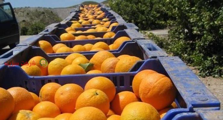 فروش نارنگی و پرتقال دست اول