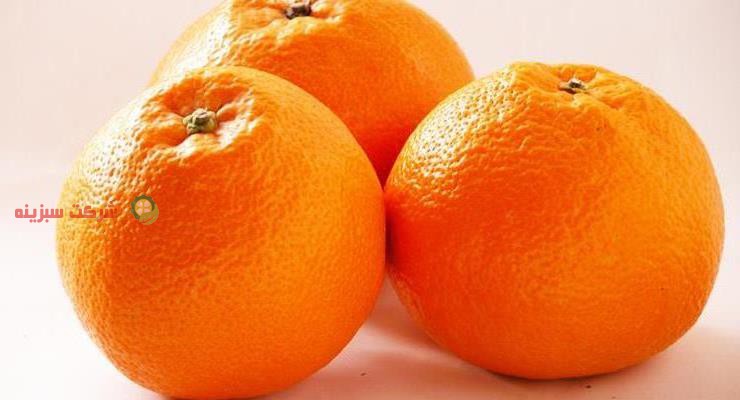 تولید انواع نارنگی در قائمشهر