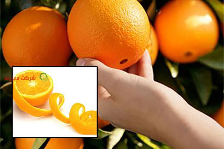 خرید پرتقال سردرختی شمال