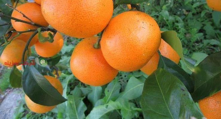 صادرات نارنگی به روسیه