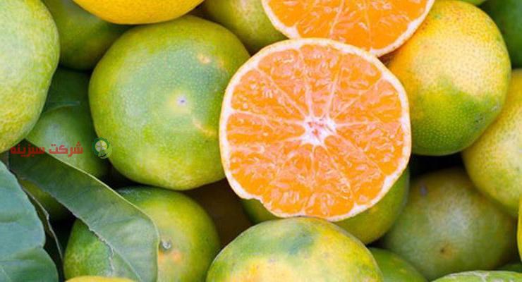 مهم ترین کشور های صادر کننده نارنگی