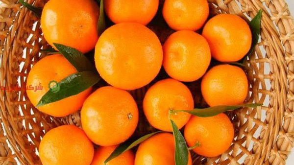 صادرات نارنگی ساری