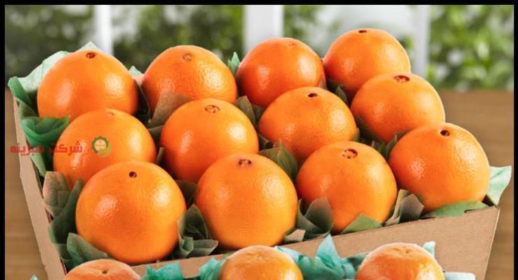 باغ های تولید نارنگی در ساری