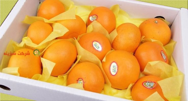 پرتقال شمال در بازار میوه و مرکبات
