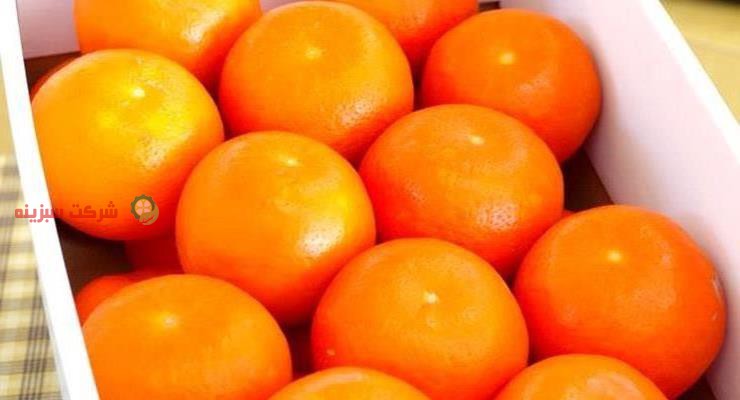 قیمت خرید بهترین نارنگی در ایران