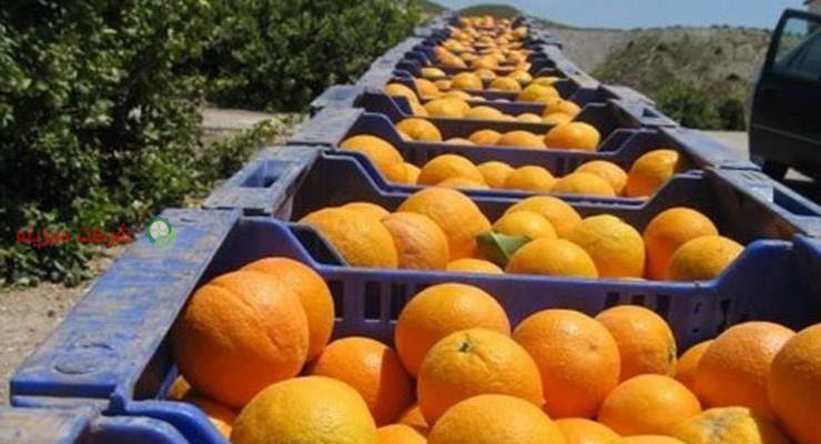 خرید مستقیم نارنگی پیج از باغدار