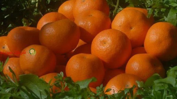 فروش میوه نارنگی