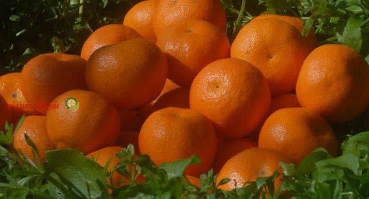 قیمت روز نارنگی پیح