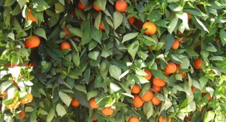 خرید مستقیم نارنگی از باغدار