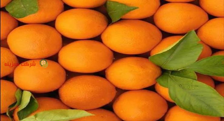 قیمت پرتقال ناول