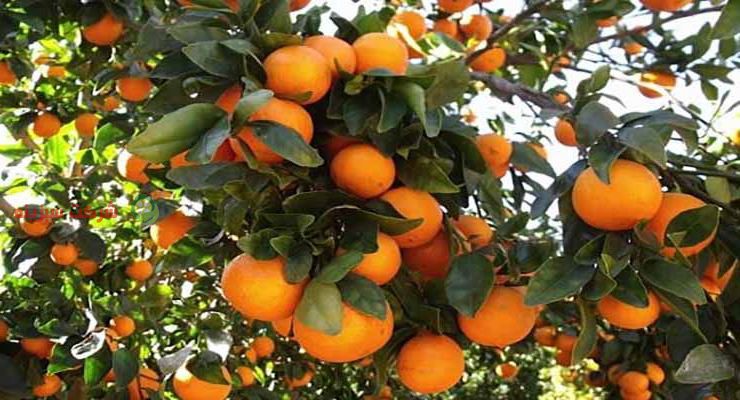 پرتقال ناول در بازار میوه و مرکبات