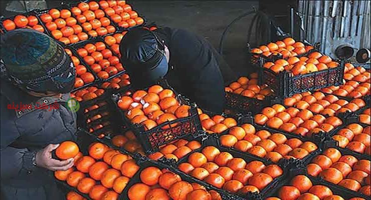 قیمت پرتقال ارائه شده در بازار روز