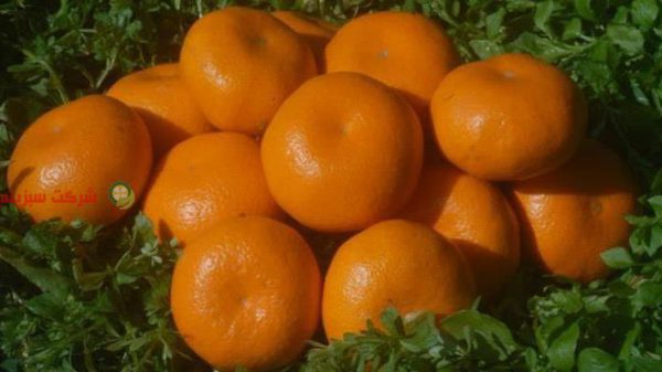 قیمت نارنگی ایرانی