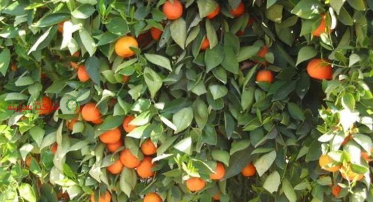 ارائه قیمت نارنگی صادراتی به دلار
