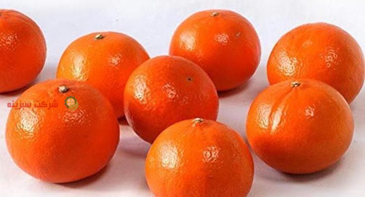 شرکت صادر کننده نارنگی