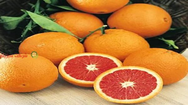 قیمت پرتقال در باغ های شمال