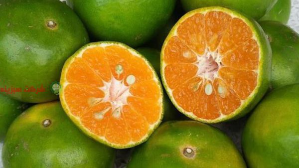 خرید نارنگی سبز ژاپنی