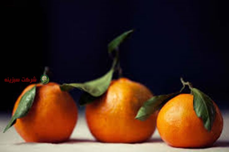 کیفیت مناسب نارنگی ارائه شده در بازار
