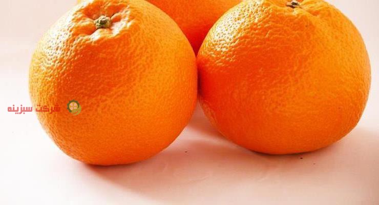صادرات نارنگی به روسیه