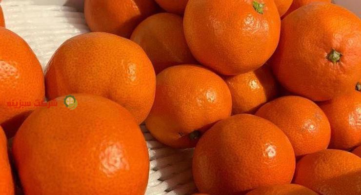 صادرات نارنگی مرغوب شمال به روسیه
