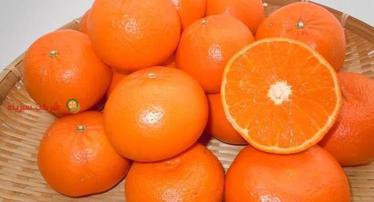 خرید مستقیم نارنگی سر درختی از باغدار