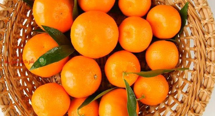 قیمت روز نارنگی سر درختی