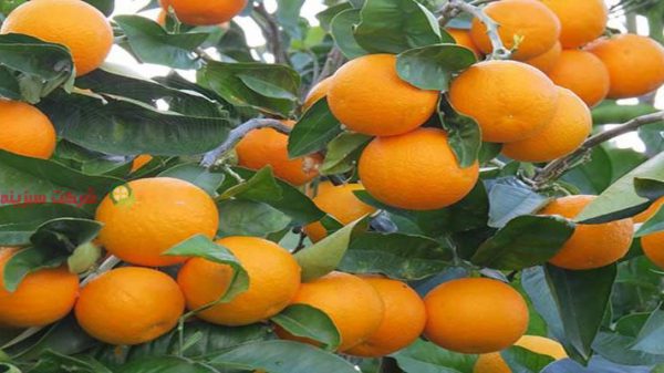 فروش پرتقال تامسون صادراتی شمال